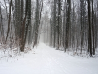 Im Wald auf dem Weg nach Sachsenhausen